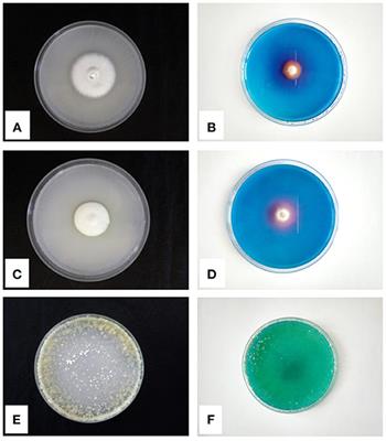 A Mini-Review on the Co-growth and Interactions Among Microorganisms (Fungi and Bacteria) From Rhizosphere of Metal-Hyperaccumulators